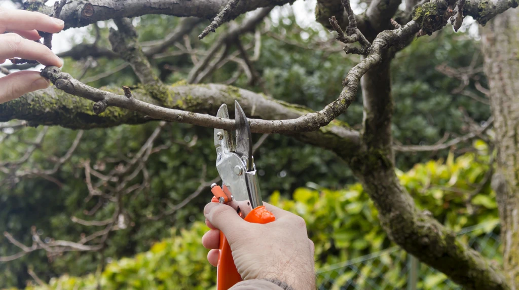 Why Proper Tree Pruning Matters to Car Dealerships