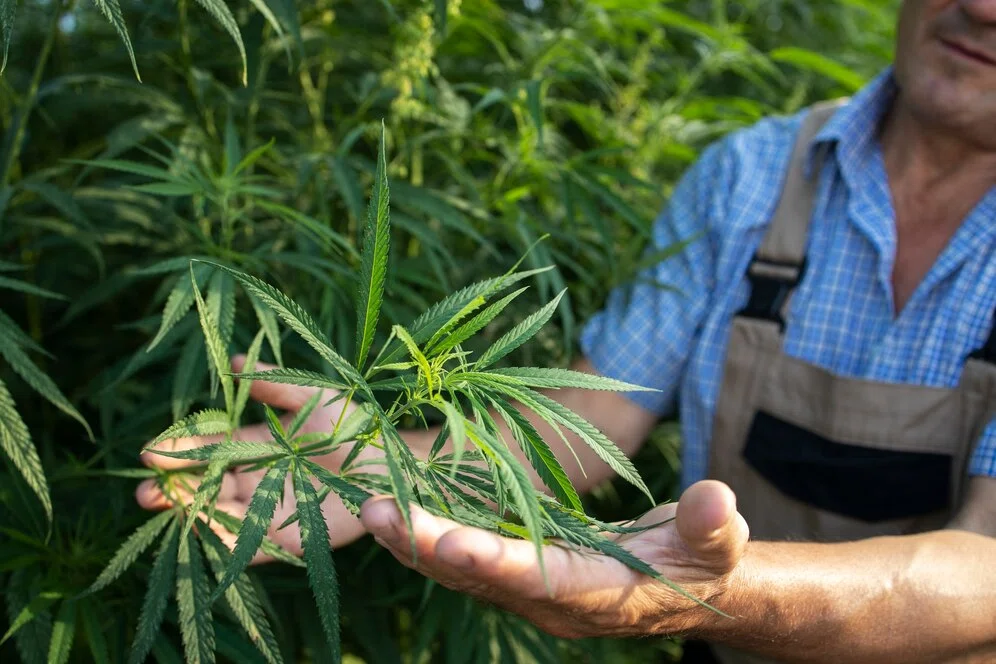 premium hemp product sourcing