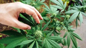 premium hemp product sourcing5